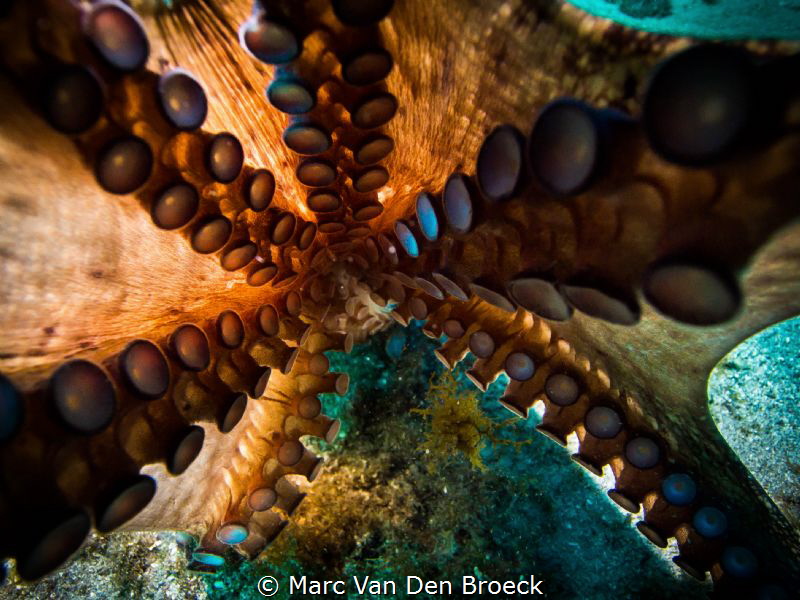 downunder tenerife by Marc Van Den Broeck 