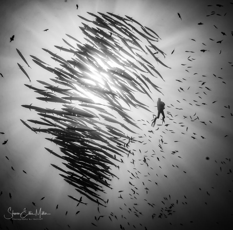 Schooling Barracuda in Wakatobi by Steven Miller 