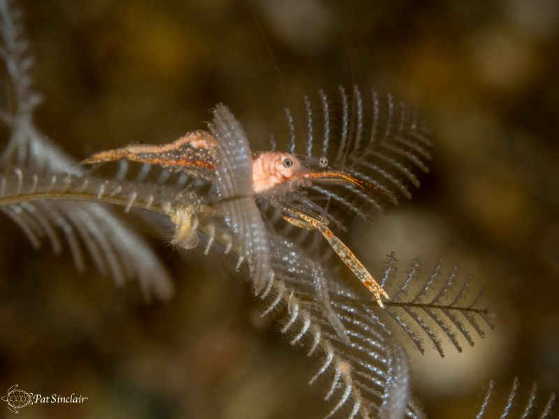 Golden Hydroid Shrimp - taken with the Old 60mm macro len... by Patricia Sinclair 