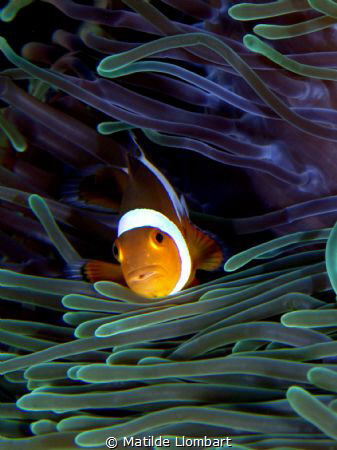PAYASITO NEMO CON SU ANEMONA by Matilde Llombart 