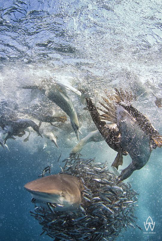 "Chomp"

The privilege i had to witness this bait ball ... by Allen Walker 
