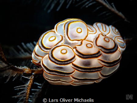 donut doto, snooted
(doto greenamyeri) by Lars Oliver Michaelis 