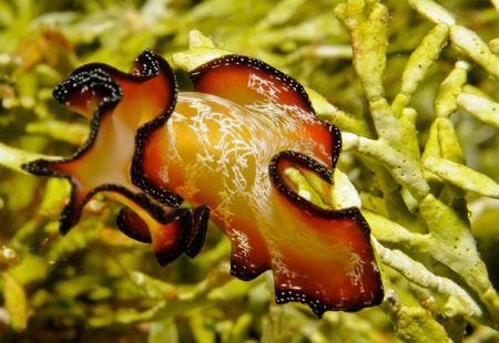 4" long Flamenco Dancer flatworm, shot with Nexus/Nikon D... by Kerry Brown 