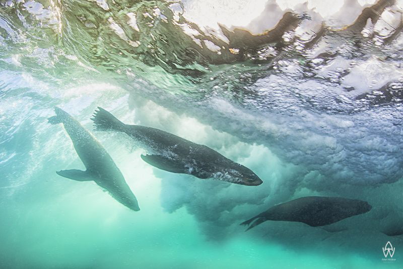 "Wave Riders"

Young seals playing inside the crest of ... by Allen Walker 