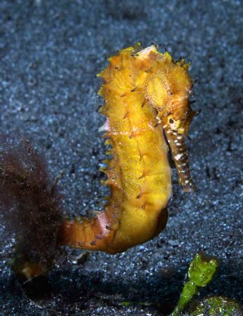 Yellow thorny seahorse. Canon 10D. by John M Akar 