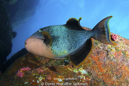 Triggerfish on the earth by Deniz Muzaffer Gökmen 