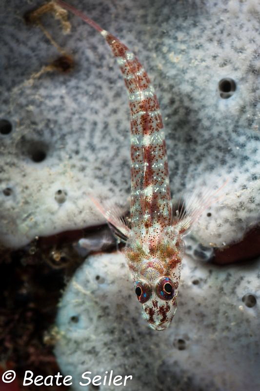 Little guy on a sponge by Beate Seiler 