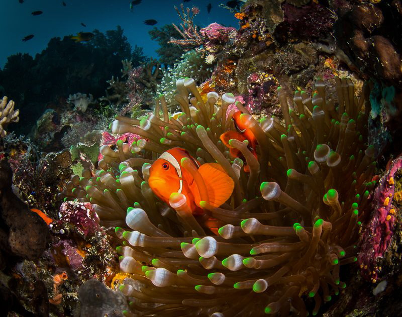 Wakatobi Spinecheek clown by Steven Miller 