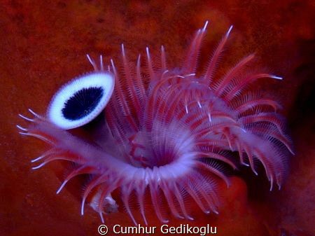 Serpula vermicularis by Cumhur Gedikoglu 