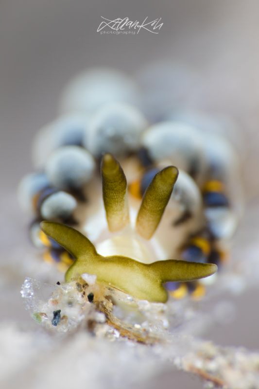 F L U F F Y
Pencil nudibranch
(Trinchesia sp.) by Lilian Koh 