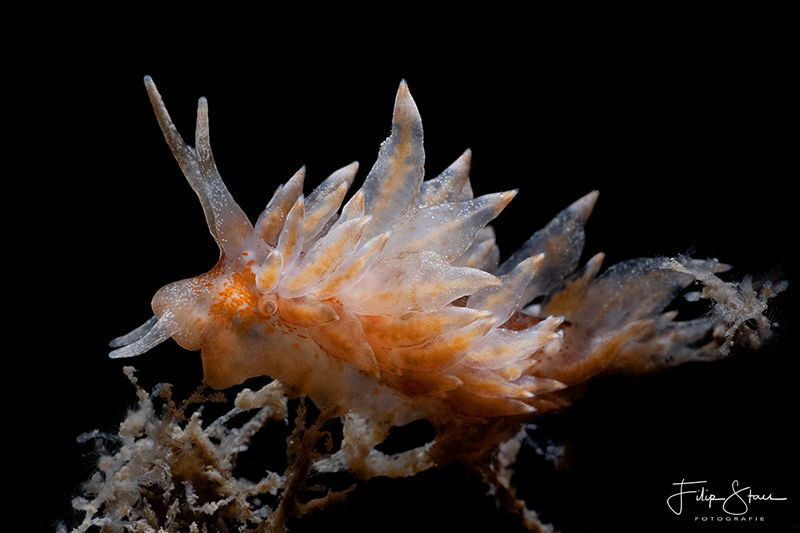 Eubranchus pallidus, Zeeland, The Netherlands. by Filip Staes 