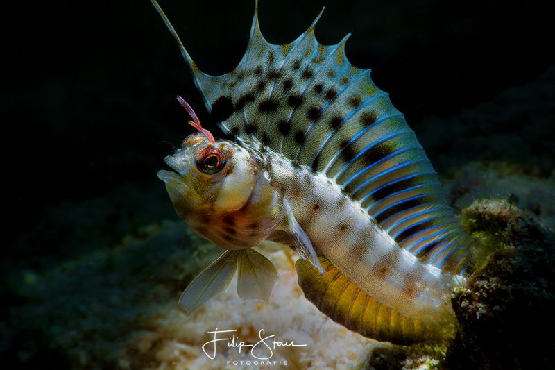 Sailfin signal blenny (Emblemaria piratica), La Paz, Mexico. by Filip Staes 