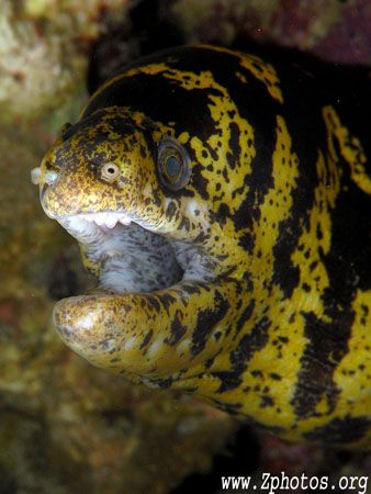 This chain moray proved to be very shy indeed. I had to w... by Zaid Fadul 