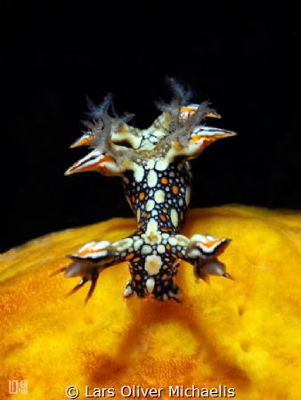 snakey bornella (bornella anguilla)
Sahaung/Bangka by Lars Oliver Michaelis 