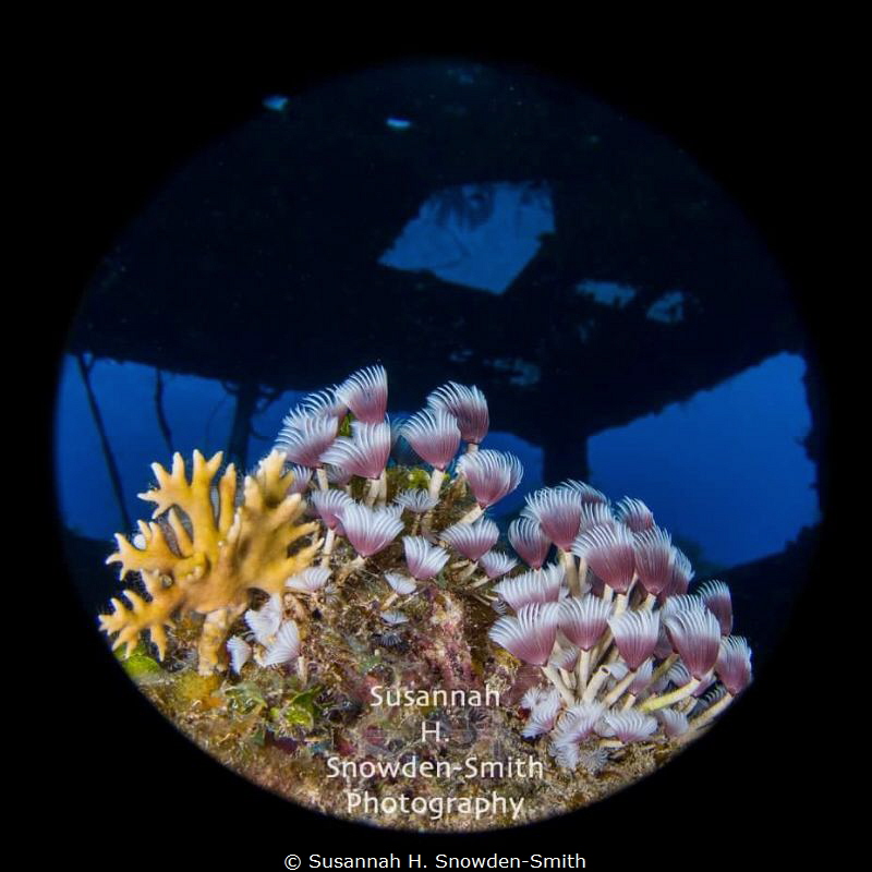 Something different: special technique circular shot with... by Susannah H. Snowden-Smith 