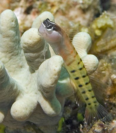 This little blenny from Fiji looks like he's just hanging... by Jim Chambers 