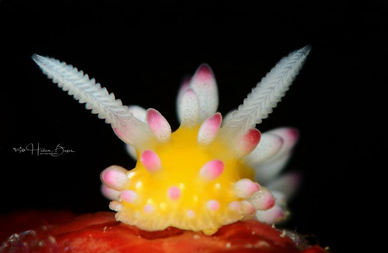 Cadlinella ornatissima by Hakan Basar 