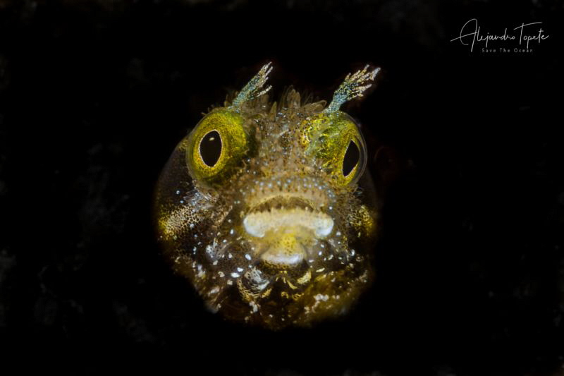 Blenny Face, Klein Bonaire by Alejandro Topete 