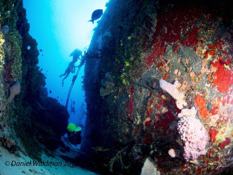 Cozumel Ship Wreck by Daniel Waldman 