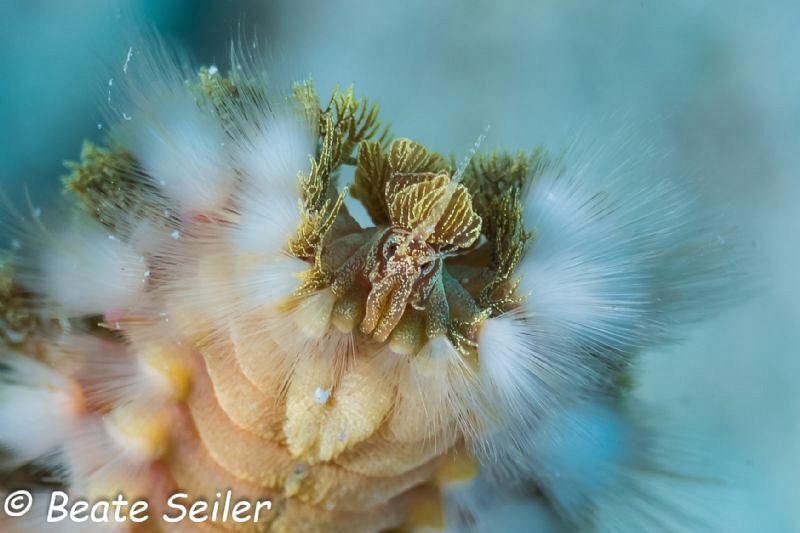 Fireworm , taken in Bonaire by Beate Seiler 