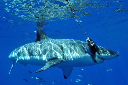 A Great White Shark about to grab a Tuna by Trevor Smith 