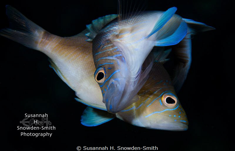 "Evening Romance"

Two hamlets in a spawning clutch on ... by Susannah H. Snowden-Smith 