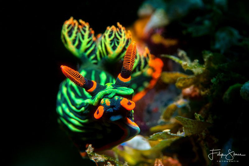 Nembrotha kubaryana, Puerto Galera, The Philippines. by Filip Staes 