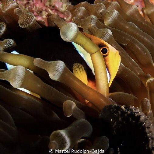 I went for 8 dives at the Similans and was hoping for wha... by Marcel Rudolph-Gajda 