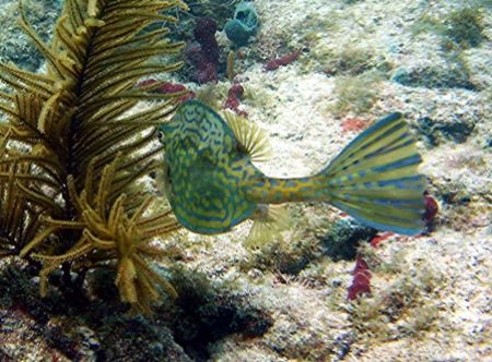 Scrawled Cowfish seen at Marathon Key June 2006. Taken wi... by Bonnie Conley 