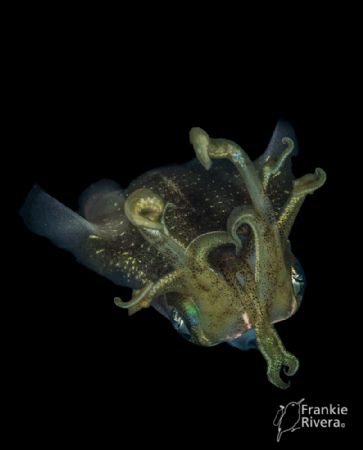 Small Squid - The Allien by Frankie Rivera 
