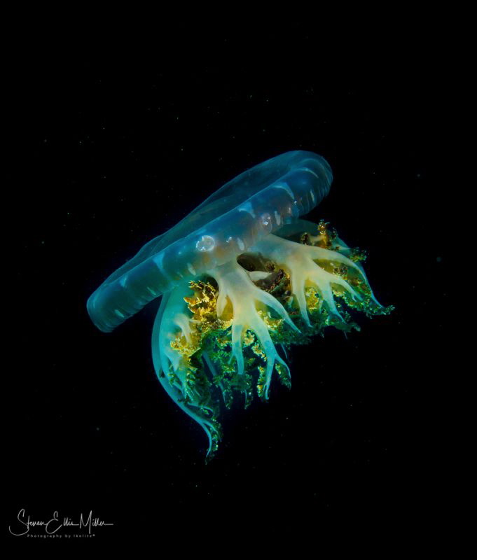 Simple beauty by Steven Miller 