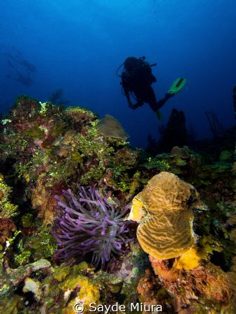 Looking for the right anemone! by Sayde Miura 