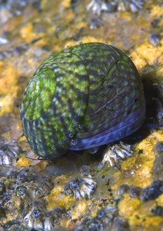 Snail.
Aughrusmore, Connemara.
D200,60mm. by Mark Thomas 