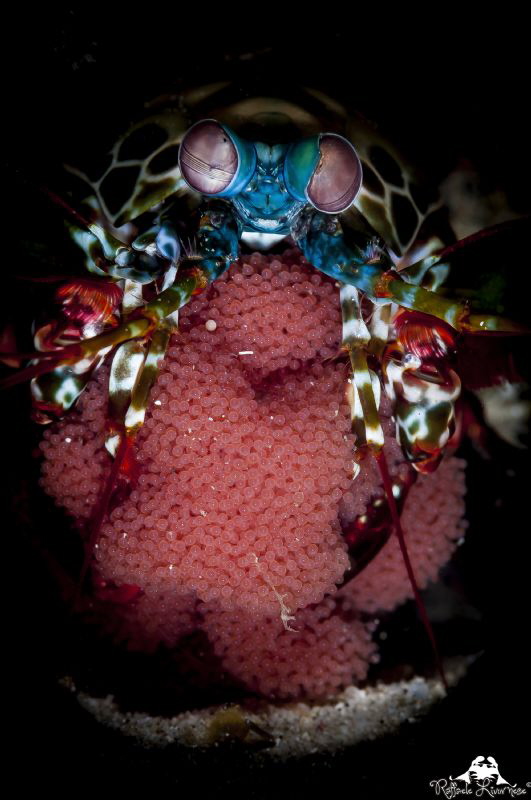 Manthis shrimp with eggs by Raffaele Livornese 