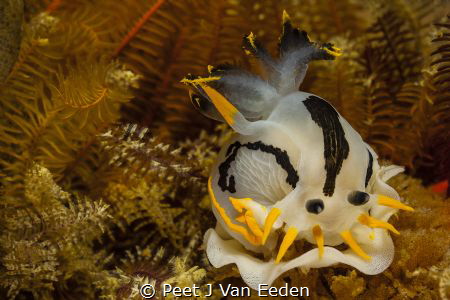 A twin-crowned nudibranch parent with its eggs 


 by Peet J Van Eeden 