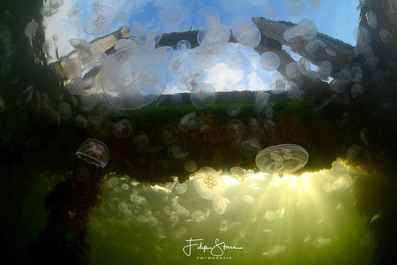 Common jellyfish (Aurelia aurita), Gemaal van Dreischor,L... by Filip Staes 