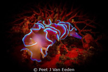 The Frilled Nudibranch 

Common to the Cape Peninsula o... by Peet J Van Eeden 