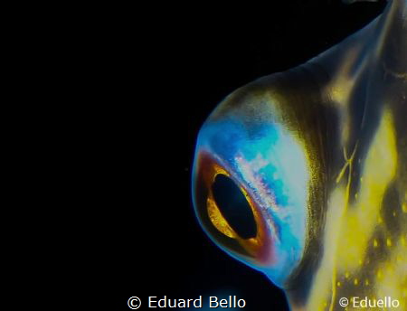 Zoetwaterkogelvis (puffer)  at TODI. by Eduard Bello 