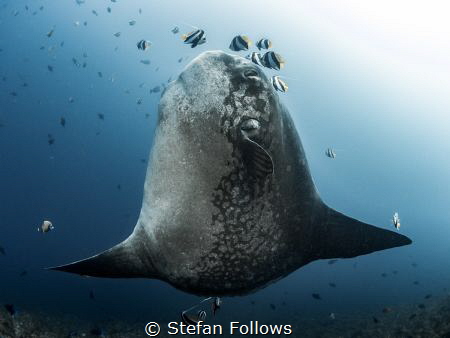 Warrior

Southern Ocean Sunfish - Mola alexandrini

G... by Stefan Follows 