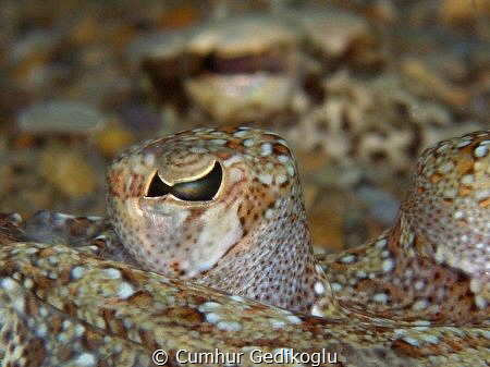 Bothus podas
Wide-eyed flounder
Somebody is watching me by Cumhur Gedikoglu 