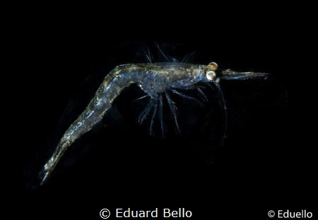 Geknikte aasgarnaal, praunus flexuosus just 2cm... by Eduard Bello 