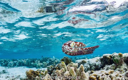 Underwater Wizard by Henley Spiers 