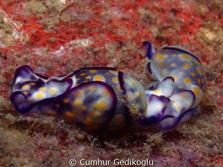 Haminoea cyanomarginata
COUPLE by Cumhur Gedikoglu 