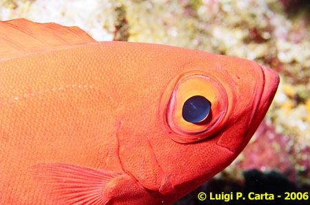 Sharm El Sheikh, this soldier fish was proud enough to ap... by Luigi Carta 