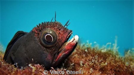 Blenny at Islote El Pelado, Guayas, Ecuador by Vasco Baselli 