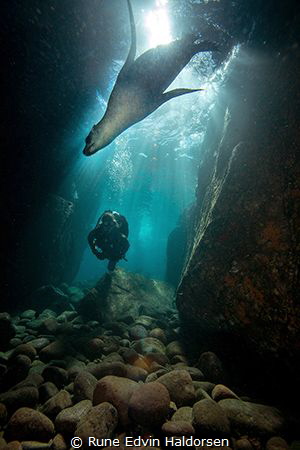 A california sea lion from Los Islotes by Rune Edvin Haldorsen 