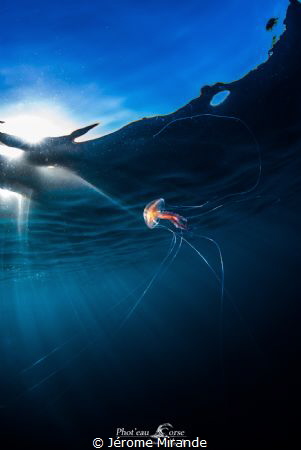 pelagia noctiluca by Jérome Mirande 
