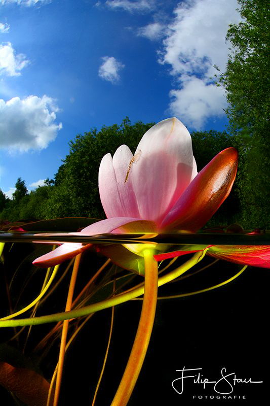 Waterlilies, Turnhout, Belgium by Filip Staes 