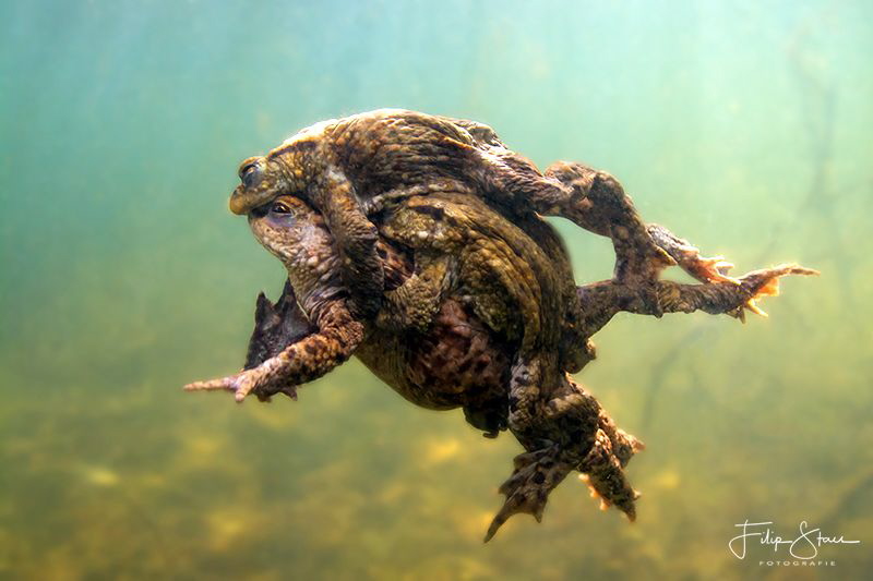 "Three in a row", Common toads, Turnhout, Belgium. by Filip Staes 