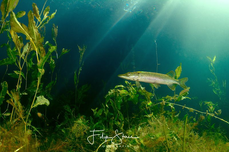 Pike, pond of Ekeren, Belgium. by Filip Staes 